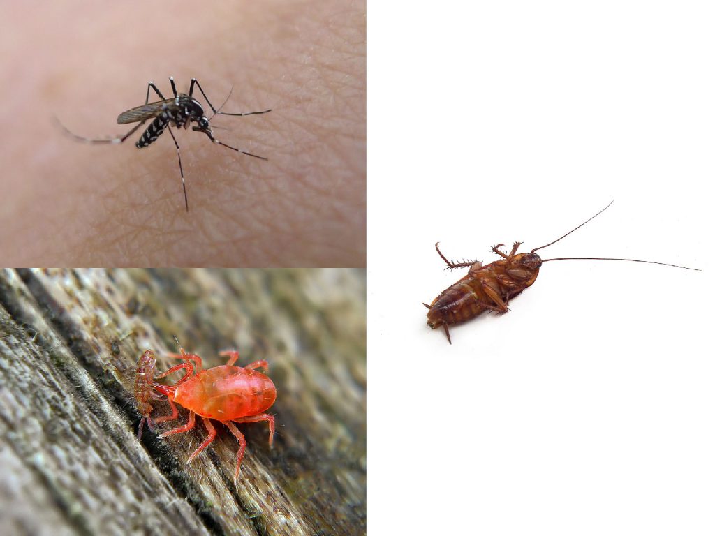 Best Pest Control in Hong Kong I Pest Management I Alpha Green